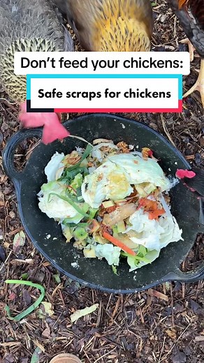 Alimentos seguros para tus gallinas