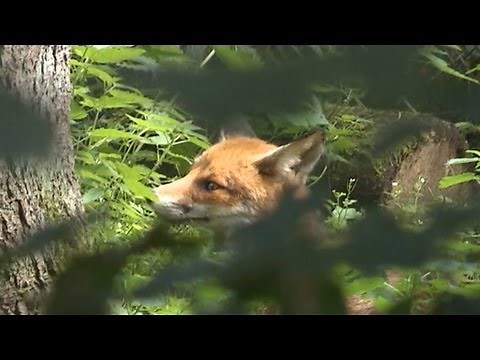 Jägertipps - Wie macht der Fuchs?