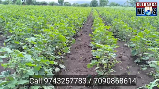 11K views · 142 reactions | Open land for sale 10 km from Gulbarga city syed chincholi road interested to buy call 9743257783 . 7090868614 | Gulbarga News | Facebook