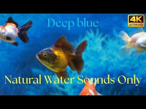 Calm Goldfish Aquarium Relaxing Water Sounds
