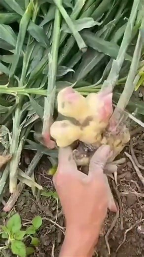 A farmer who is cutting a spice using a sharp knife