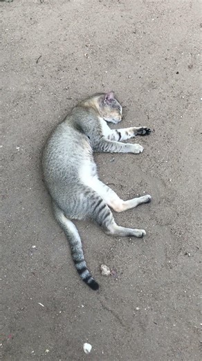 Sound Sleeping 😴💤💥 #funniest #lolcats #noisy 😸😹