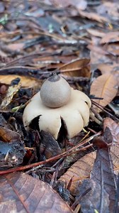 Check out from this adorable forest macaroon #EarthStar or #Geastrum. These are commonly occurring fungi in hardwood and conifer duff, fruiting in fall and winter in California (I have also seen these growing in wood chips during summer in the east coast). It is a gasteroid fungi, meaning the spores develop internally..Immature specimens resemble puffballs (they are white inside when cut open). The outer skin or peridium is composed of two layers. As they mature, the outermost layer splits open 