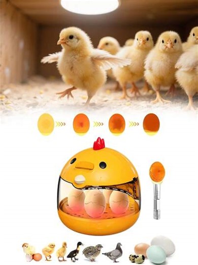 Mini Household Egg Incubator, Compact & Portable, With Egg Candler, USB Port, Temperature Display, Lightweight Transparent Window, Suitable For Chicken, Duck, Quail, Goose Eggs, With Humidity Control, Automatic Temperature Control, Manual Egg Turning, Educational & Fun | SHEIN