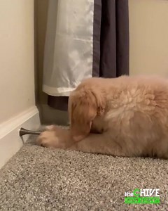 169K views · 1.8K reactions | that $50 toy does not seem like a wise investment anymore | theCHIVE | Facebook