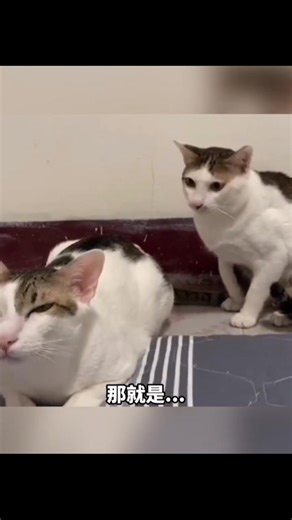 🐶给我也来点🤣🤣 #reels #fannyvideos #搞笑 #搞笑配音 #reelsvideoシ #分享 | 每日一笑&娱乐