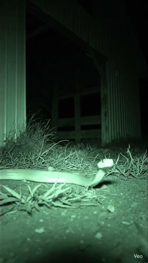 CCTV Camera Captures a Snake Near the Abandoned Barn at Night 2026-01-09 02:44:12 AM