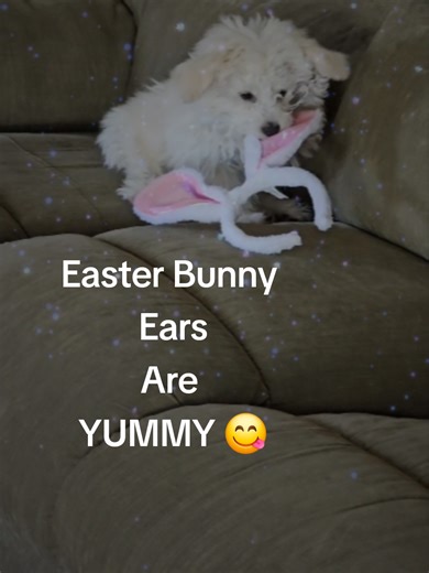 Opalite is right... The bunny ears are mine and I did put them in her Easter basket. #cherylsworldplanb #CherylAndOpalite #opalitethemaltipoo #opaliteeatstheEasterBunnyears #OpaliteEaster
