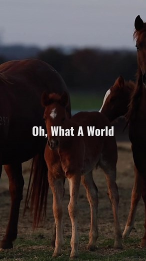 Beautiful Horse Galloping at Sunset