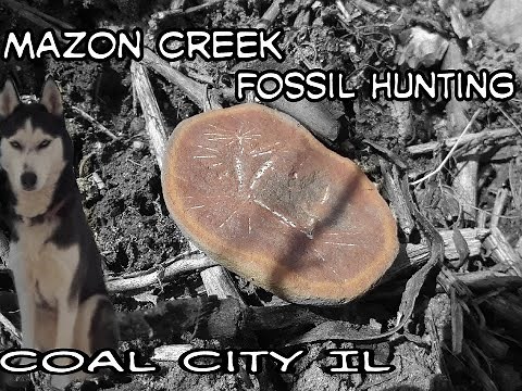Fossil Hunting Mazon Creek Illinois Pennsylvanian Period Fern Fossils Episode 1 , Coal City, IL