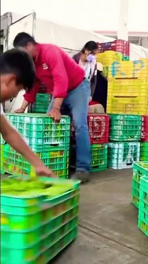 SEMBRANDO NOPAL. El trabajo de los campesinos