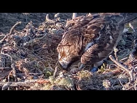 FIRST EGG on Loch Arkaig Osprey Nest One in six years! Congratulations Aurora! 30 Apr 2026 (zoom)