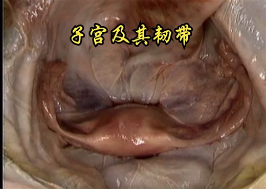 子宫及其韧带