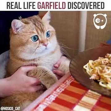 real life garfield??