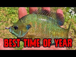 I Caught TONS of Spring Bluegill, Here’s How I Did It