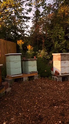 Shop everything you need to build and maintain your hive. 🐝🐝🐝 | Blue Sky Bee Supply