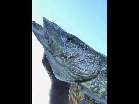 Pike Fishing In Chetek Wisconsin