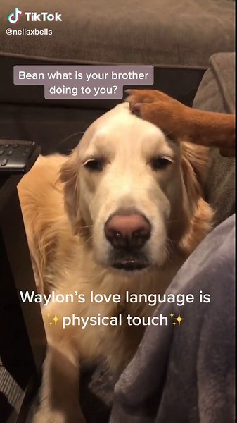 Waylon always has to be touching 😂 #lovelanguage #puppy #foxredlab #SwitchTheChobaniFlip #dogs