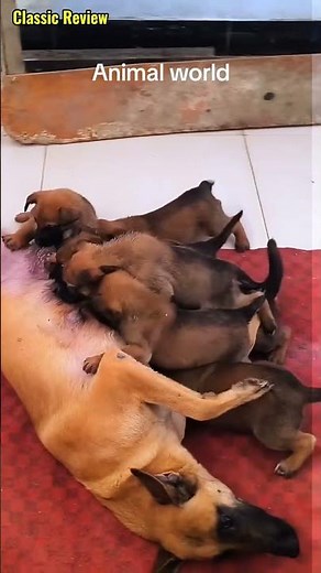 귀여운 강아지 만나보세요 / 愛らしい子犬に出会おう #JapanDogs #KoreaPuppies