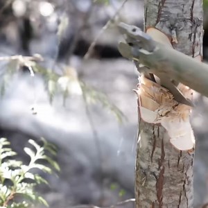 Testing The Most Amazing Bush Crafting Axe 🌳🪓 | Wranglerstar