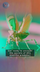 Welcome back, invertebuddies! This week we are taking a close look at another invertebrate: the Banded Flower Mantis. This species of praying mantis and a master of disguise, using its amazing camouflage to stay hidden from predators. What do you think? Would you be able to spot a banded flower mantis out in the wild? #BandedFlowerMantis #Mantis #PrayingMantis #Invertebrates #ButterflyPavilion #EducationForAll | Butterfly Pavilion