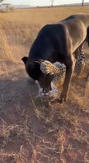 CRAZY ENCOUNTER! Cane Corso vs Wild Leopard in Africa! 😱 #Shorts