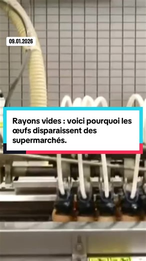 Pénurie d'œufs dans les supermarchés : explications