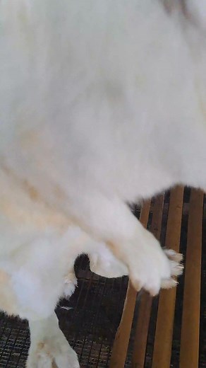 indukan hyla bb 5kg #kelinci #rabbit #dinarayafarm | Dinaraya