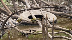 Two bell miner birds, Manorina Melanophrys playing on branch, the bellbird is endemic honeyeater in Australia, wild birds in natural habitat, ornitology and birdwatching