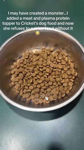 At least I know she’s getting plenty of protein and digestive/immune system support! #dogfood #dogsupplements #dogtok #dogmom #fyp