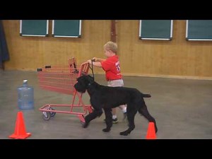 Super Giant Schnauzer "Felix" 2 Yrs Obedience Protection Trained Home Raised