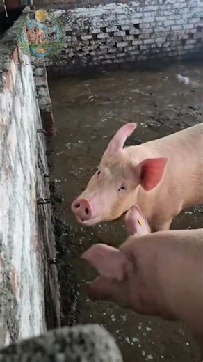Piglets Daily Farm Life | Pig Farming in India #pigfarming #pigfarmingindia #pigfarmingforbeginners