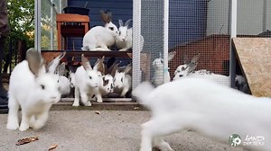 130K views · 4.8K reactions | "Mein Kaninchen ist aber glücklich in...