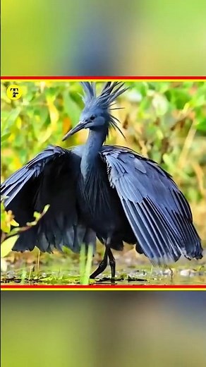 Black Heron’s silent killer#heron#facts#hindi#animals#shortvideo#wildlife#viralvideo#animal