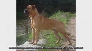 Bullmastiff Breed Review: Strength, Loyalty, and Gentle Nature