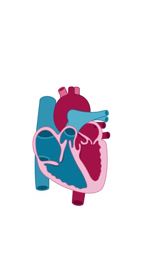 244K views · 4.8K reactions | Let's review the blood flow of the heart 變 . . To try out SimpleNursing for FREE, click here: https://bit.ly/4ioinu5 喙 . #nursing #nurse #anatomy #heart | SimpleNursing | Facebook
