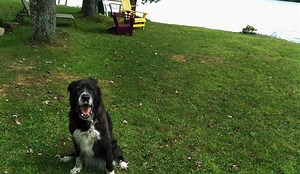 New rules for dog travel to U.S.