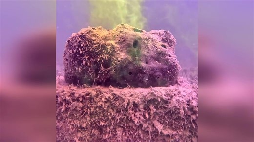 This is how sponges keep water clean