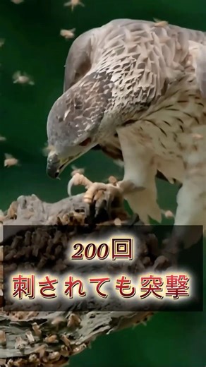 It can survive 200 stings! The strongest bird that attacks hornets #Animals #AnimalTrivia #HoneyB...