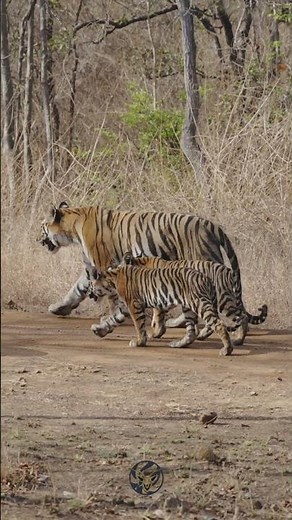 Panna Tiger Reserve Safari | Tigers, Wilderness & the Wild Soul of MP