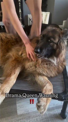 Milo drama queen MUDDU 😂 #dog #germanshepherd #minivlog #pets #gsds #dogsworld #gsdlover