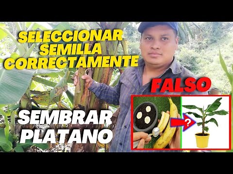 Seleccionar y Sembrar Correctamente planta de PLÁTANO | Germina la semilla de plátano ?