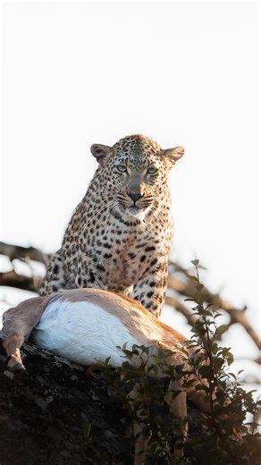 We watched this stunning blue-eyed leopardess as she tucked into her meal. Witnessing nature in its wildest elements is truly remarkable, a reminder that survival in the wild is a harsh reality. #africanwildlife #wildlifephotography #wildafrica #bigcats #panthera #survival #nature #safari | Daniel Anthony Safari