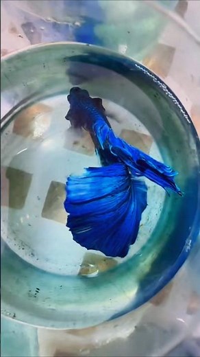 3 Stunning Blue Betta Fish | Feathertail, Over Halfmoon & Halfmoon 💙🐟 #bettafish #bluebetta #fish