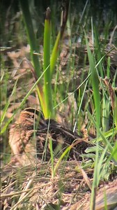 One cool cucumber - a splendid Snipe