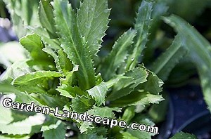 Lifestyle: Fertilize coriander - Less is often more | 2025