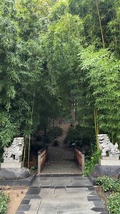 rainy weekend stroll ☔️🍃 See camellias blooming in the Chinese and Japanese Gardens! | The Huntington Library, Art Museum, and Botanical Gardens