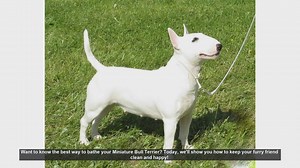 How to Bathe Your Miniature Bull Terrier: Step-by-Step Guide