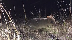 Lots of new young Bettongs in the Sanctuary at the moment. Whilst bettongs breed all-year-round in Tasmania, this current pulse of recruitment is leading us to think they may have switched their breeding to seasonal in our #CBR climate. This little one filmed during Science at ANU Environment, Planning and Sustainable Development monitoring program last night. Threatened Species Commissioner Brian Bettong - From Bettong Bungalow Bank Australia | Mulligans Flat Woodland Sanctuary