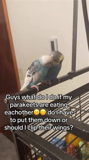 ☹️☹️☹️ #parakeet #budgie #budgiesoftiktok #cute #parakeetsoftiktok | parakeet